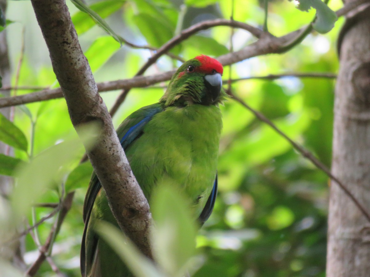 Norfolk Island Parakeet - Ceri Pearce