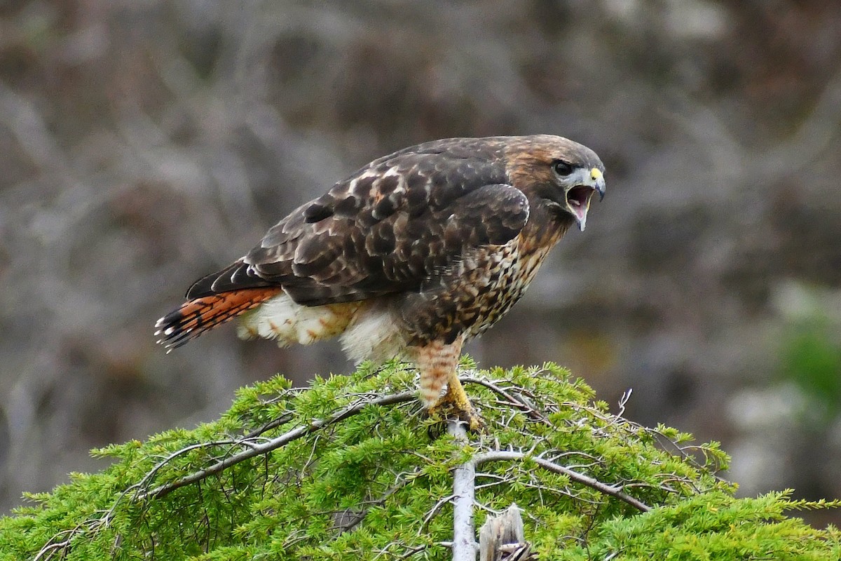 Red-tailed Hawk - ML513938561