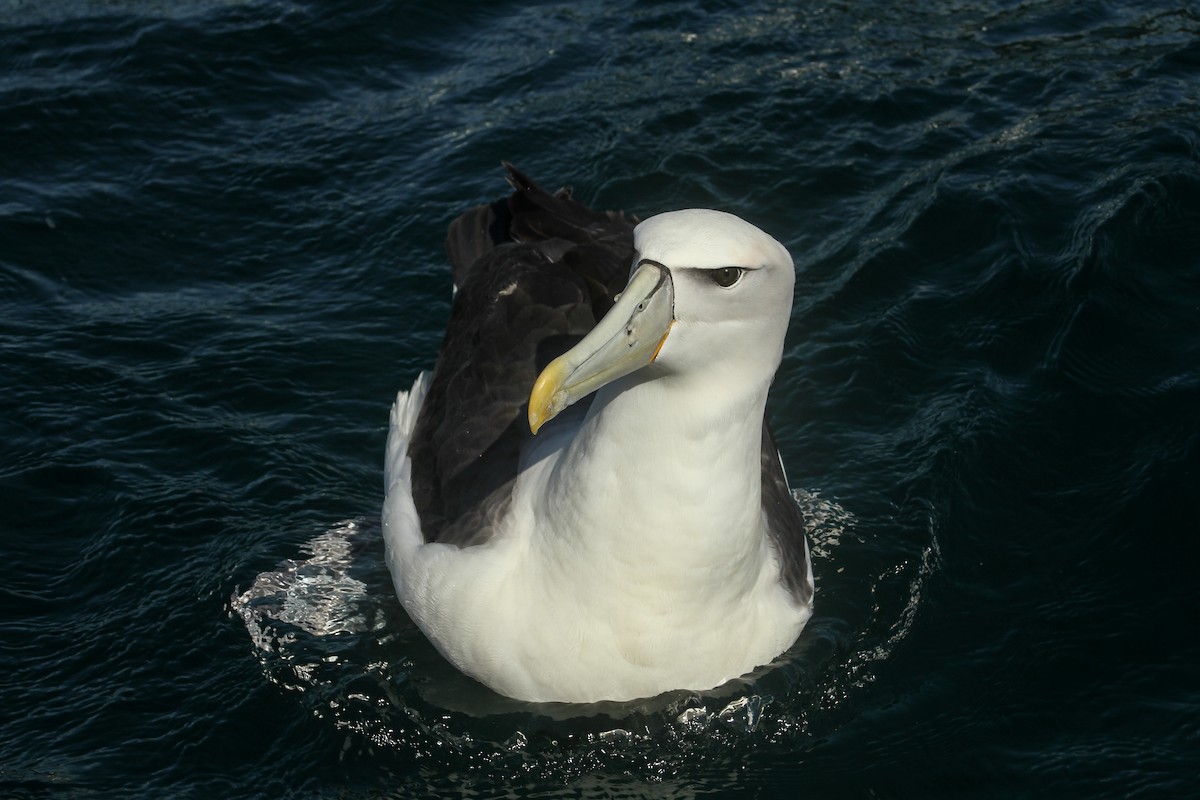 White-capped Albatross - ML51393931
