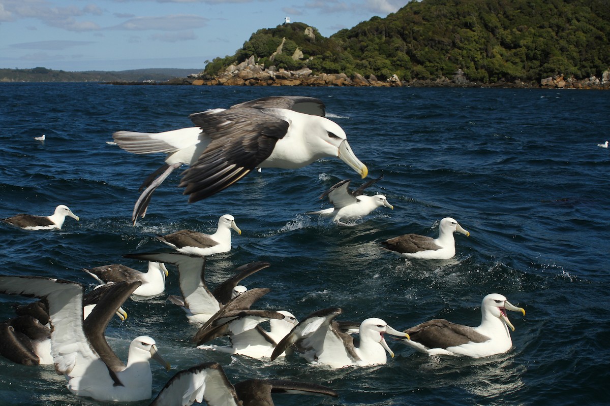 White-capped Albatross - ML51393941