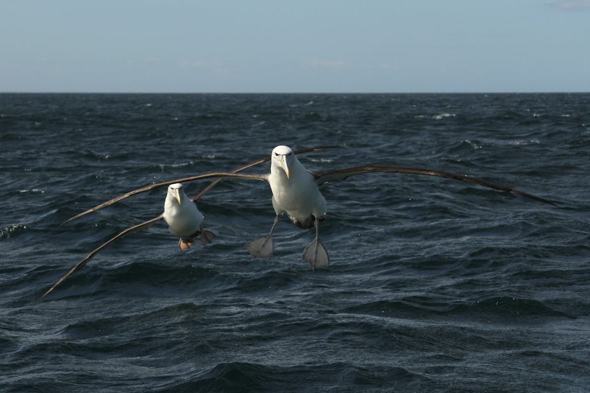 White-capped Albatross - Evan Lipton