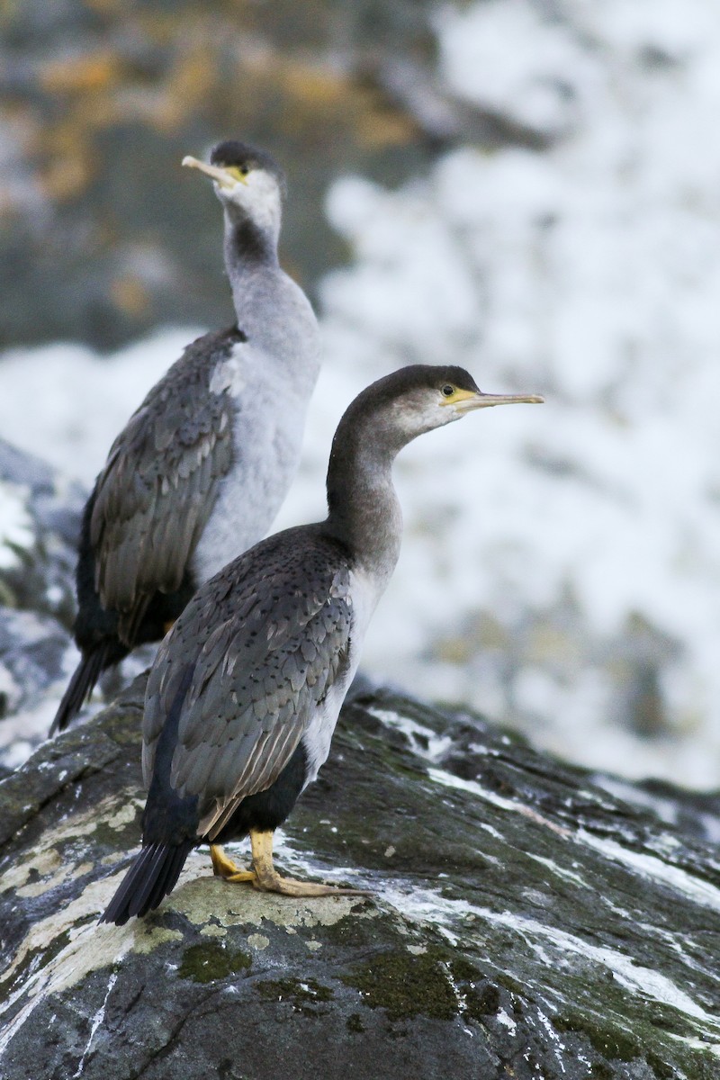Spotted Shag - ML51394091