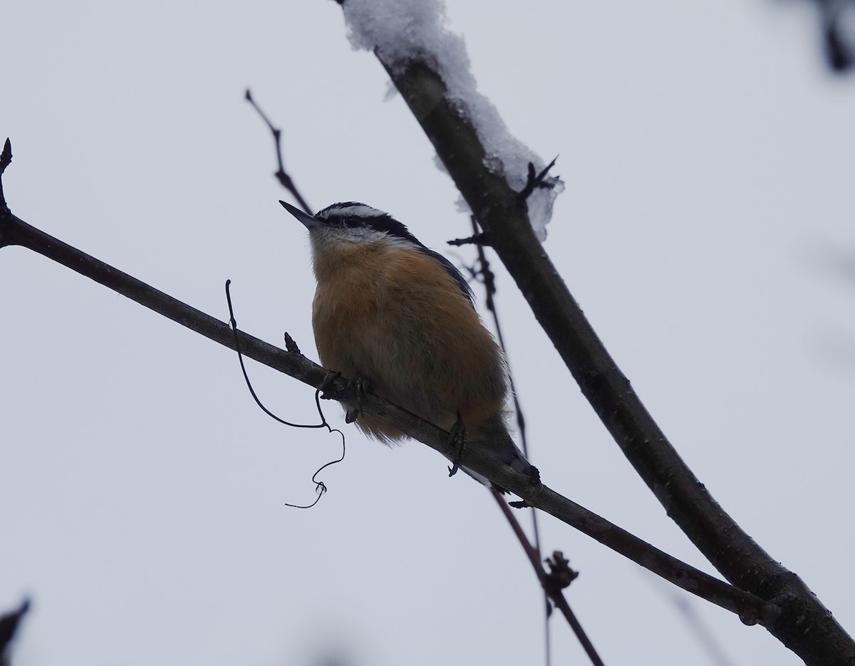 Red-breasted Nuthatch - ML513942991