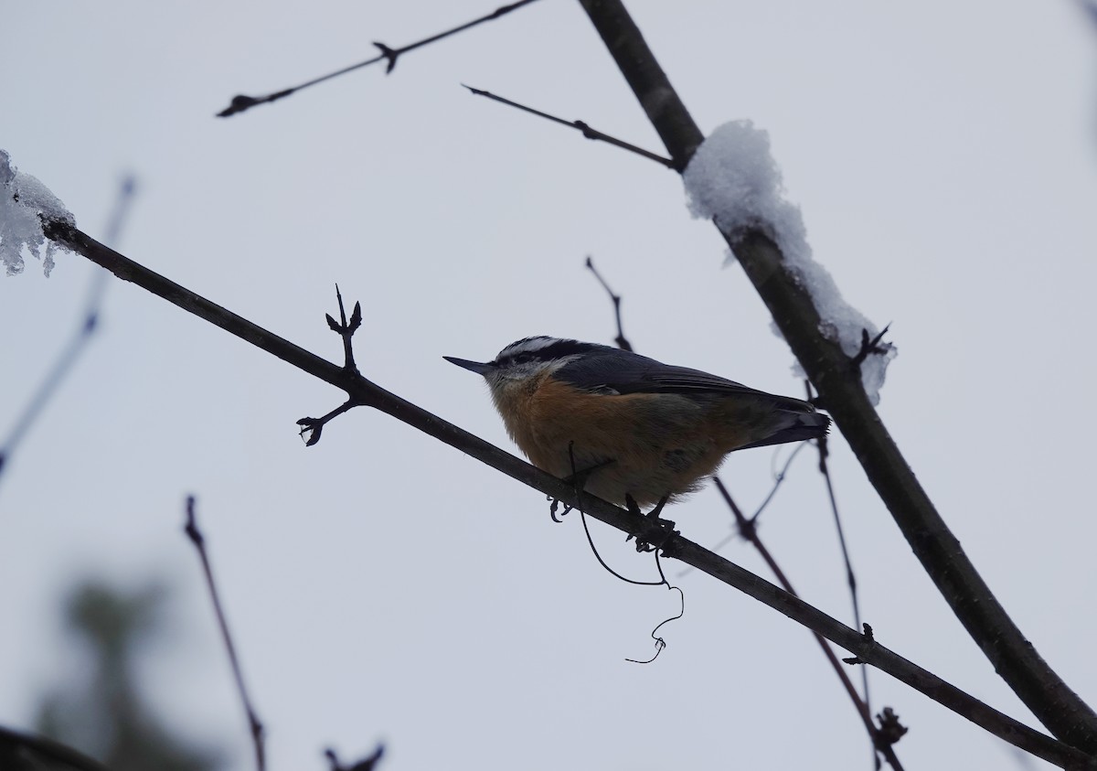 Red-breasted Nuthatch - ML513943011