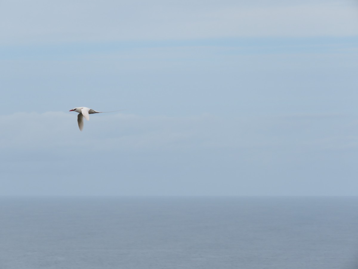 Red-tailed Tropicbird - ML513946991