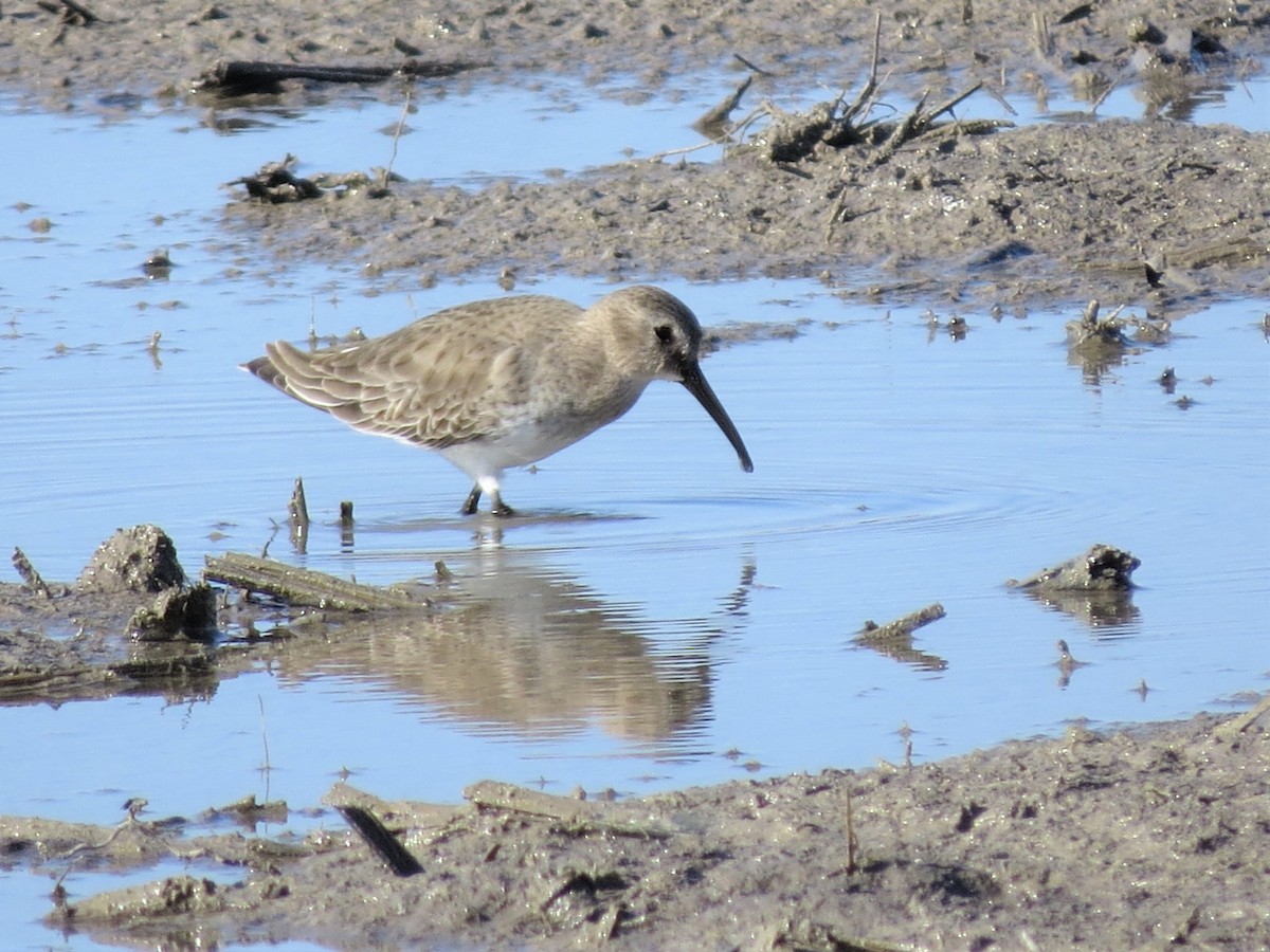 eBird Checklist - 17 Dec 2022 - Granger Lake Area (HOTE 031) - 65 ...