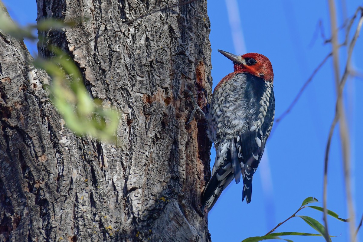 Red-breasted Sapsucker - ML513952201