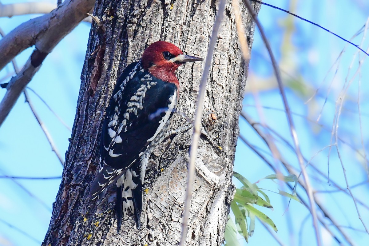 Red-breasted Sapsucker - ML513952301