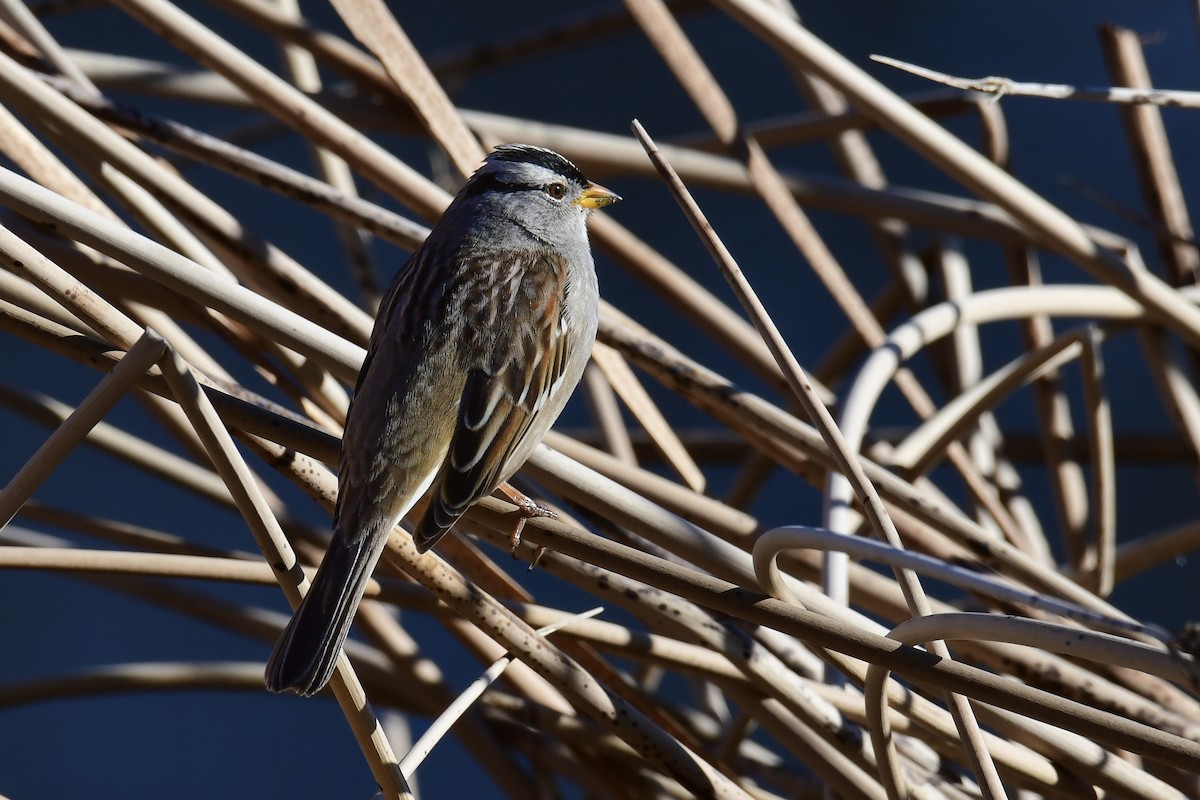 White-crowned Sparrow - ML513952841