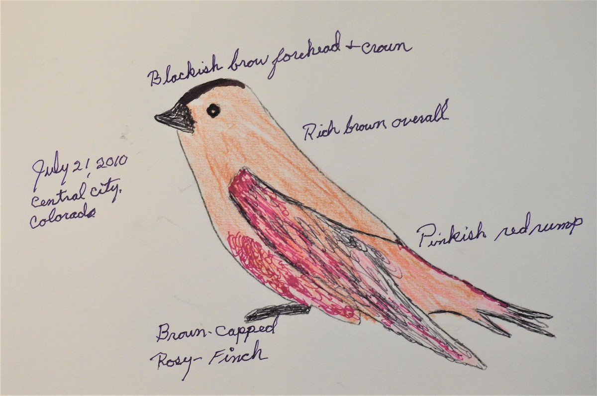 Brown-capped Rosy-Finch - ML513956981