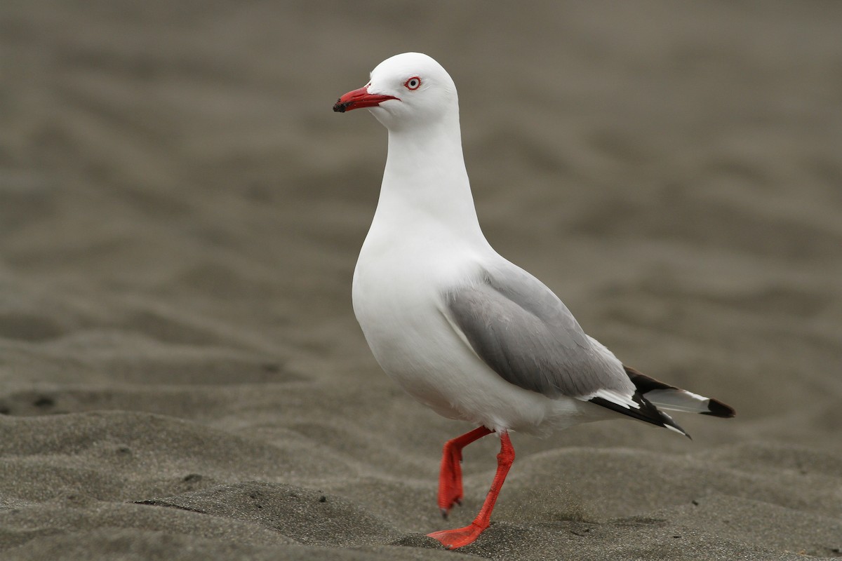 Silver Gull (Red-billed) - ML51395961
