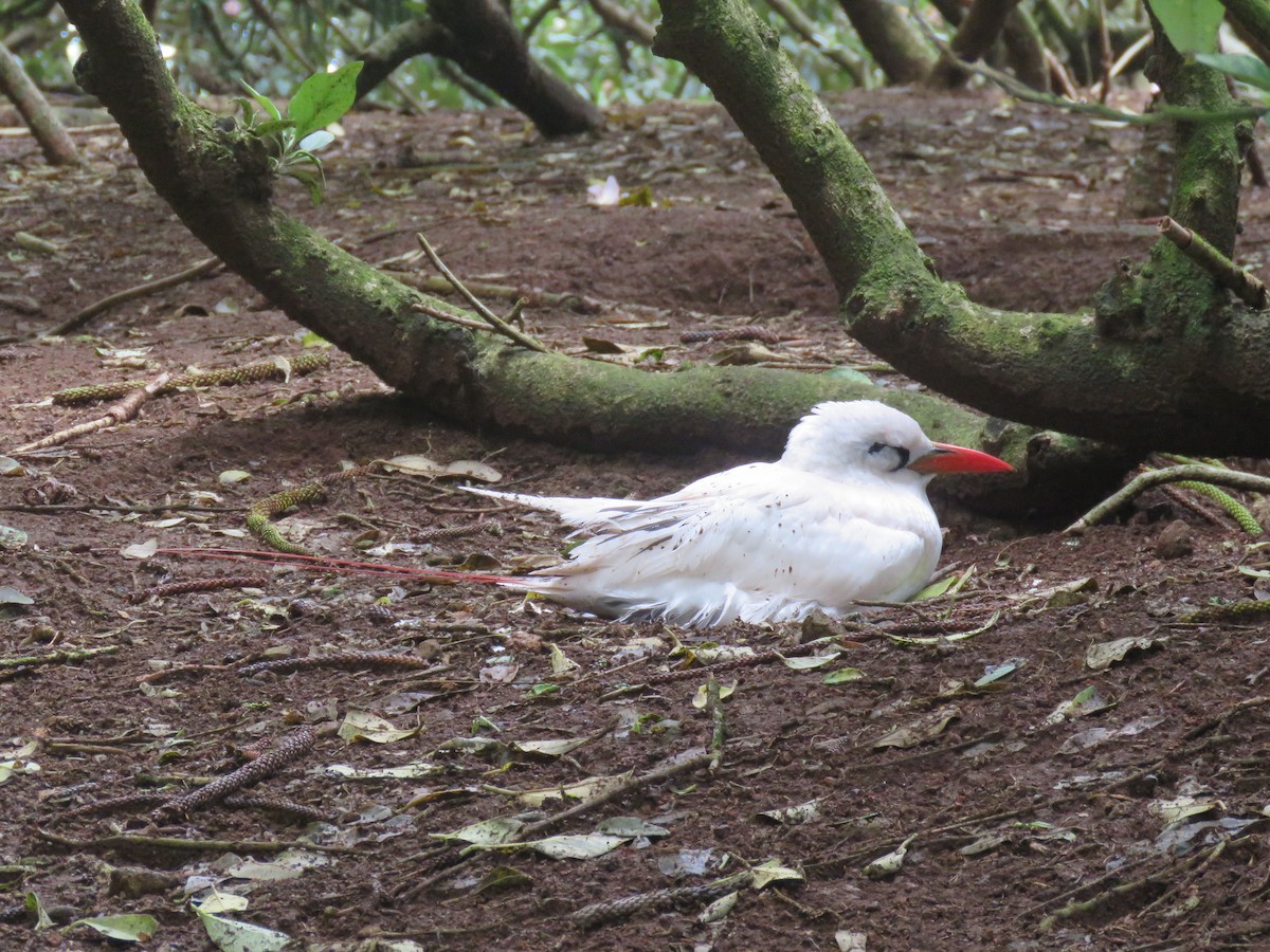 Red-tailed Tropicbird - ML513959781