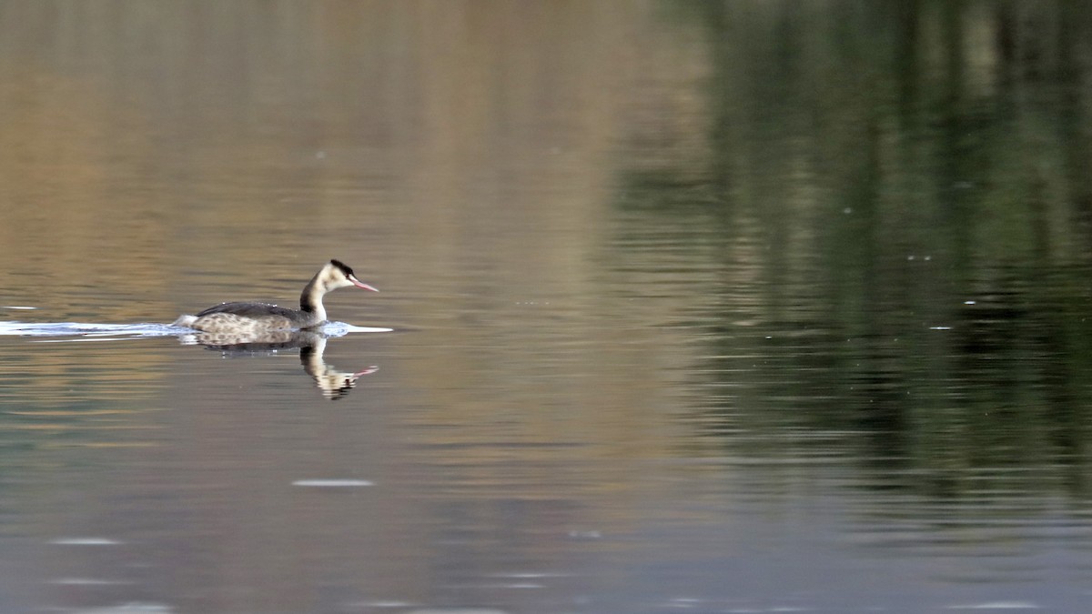 Great Crested Grebe - ML513960821