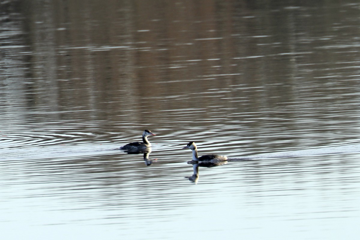Great Crested Grebe - ML513960831