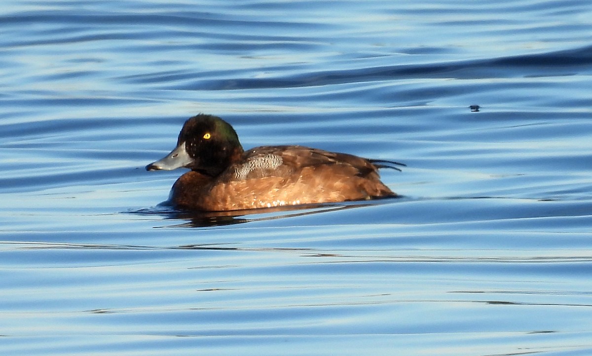 Greater Scaup - ML513962641