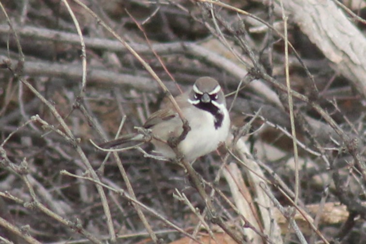 Black-throated Sparrow - ML513966681
