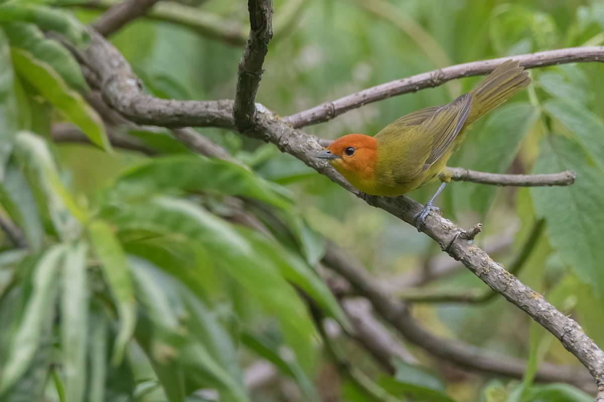Rust-and-yellow Tanager - ML513968971
