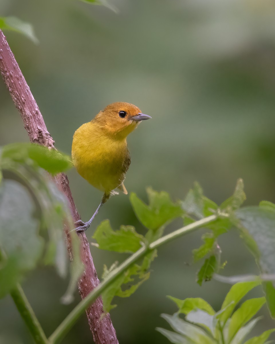 Rust-and-yellow Tanager - Pablo Re