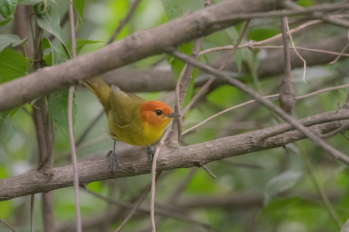 Rust-and-yellow Tanager - ML513969021