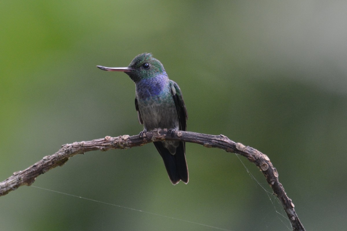 Blue-chested Hummingbird - ML513969701