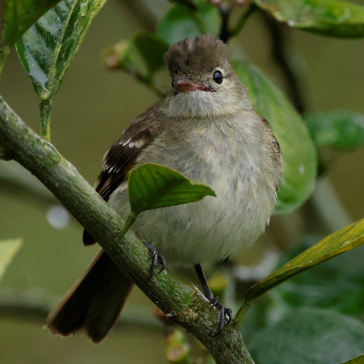 Coopmans's Elaenia - Elaenia brachyptera - Media Search - Macaulay ...