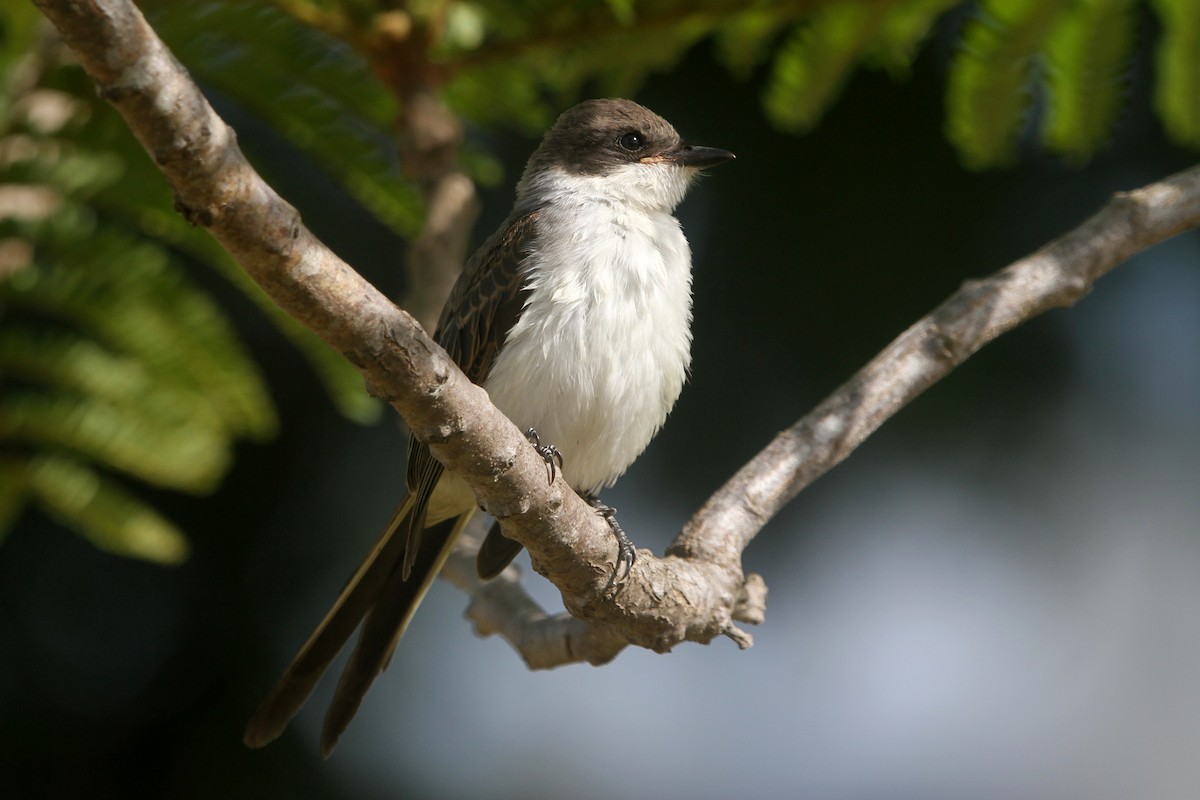 Fork-tailed Flycatcher - Pedro Ayres