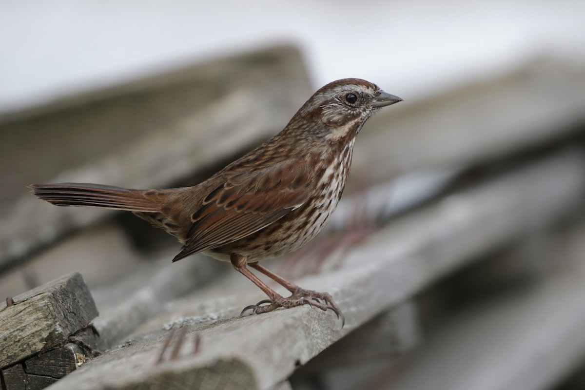 Song Sparrow (montana/merrilli) - ML51397311