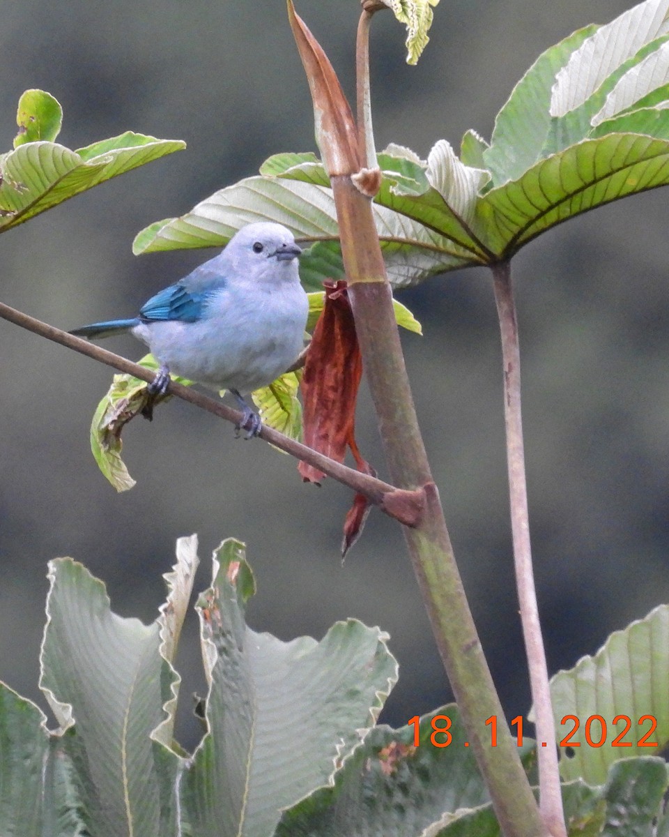 Blue-gray Tanager - ML513984801