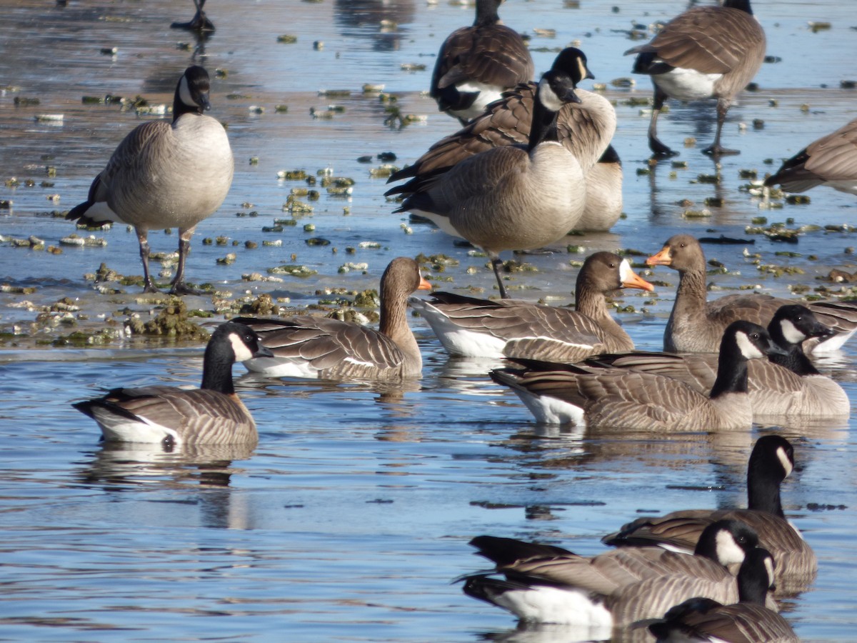 Greater White-fronted Goose - ML513988741