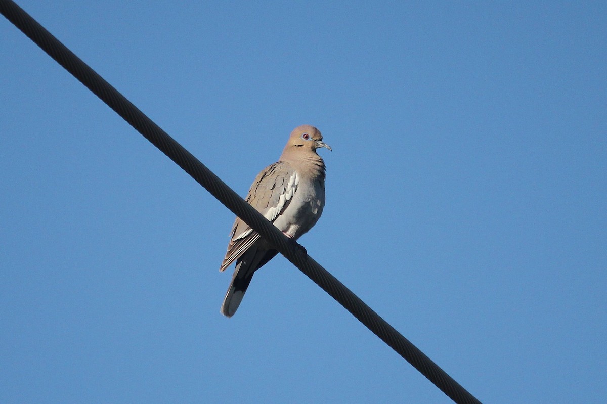 White-winged Dove - Andrew Core