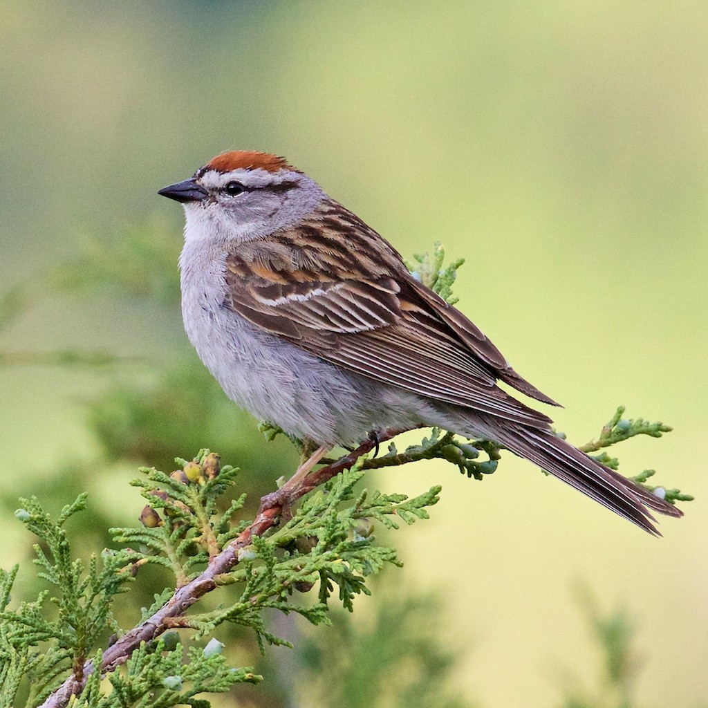 Chipping Sparrow - ML51399381
