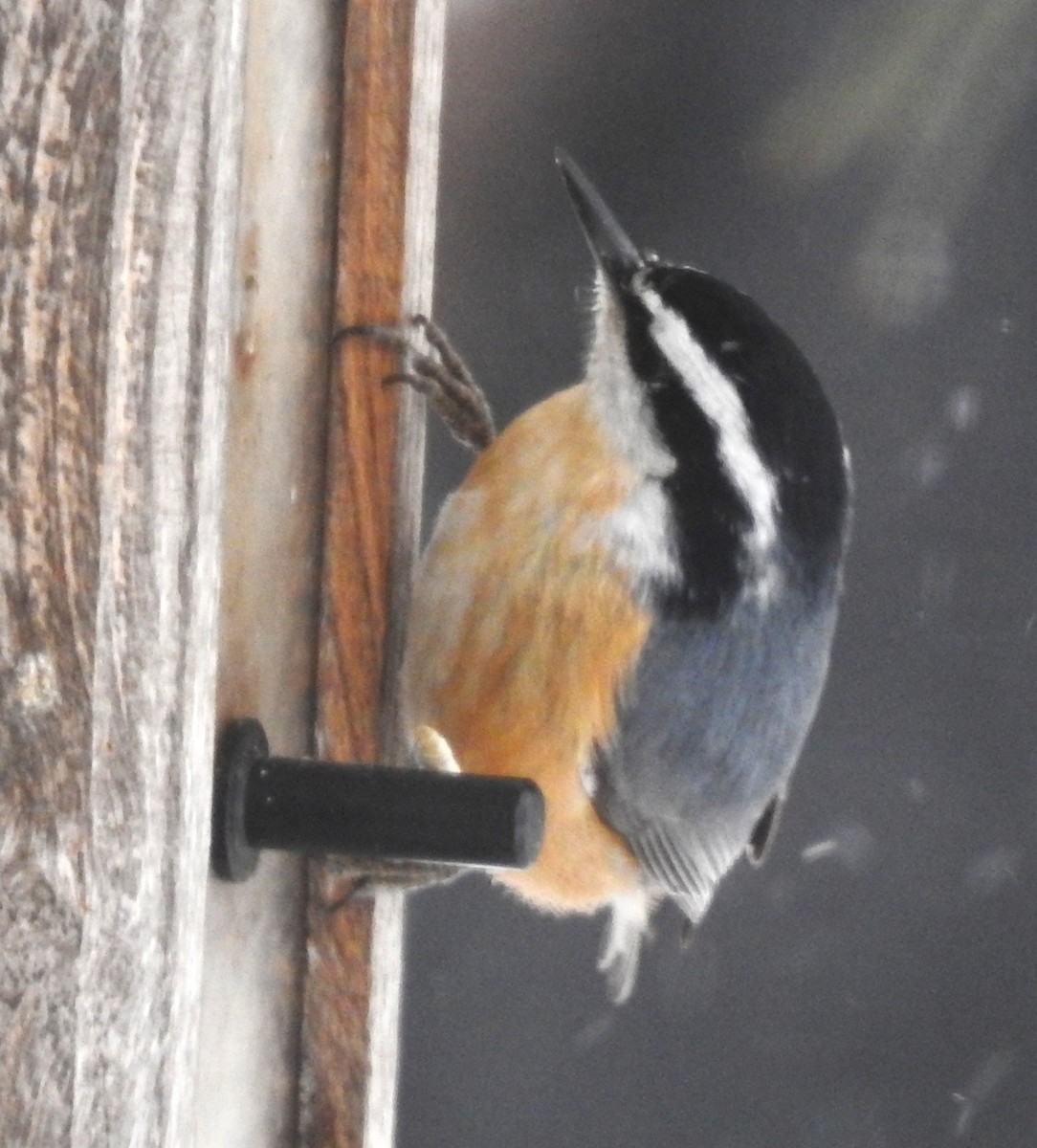 Red-breasted Nuthatch - ML514005661