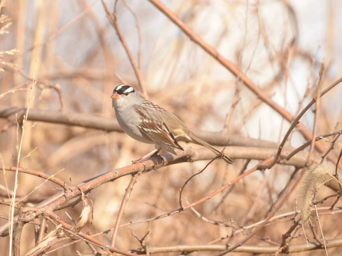 White-crowned Sparrow - ML514010161