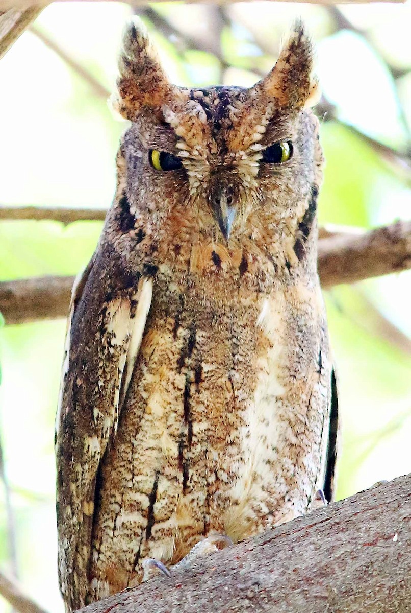 Oriental Scops-Owl (Oriental) - Nelson George