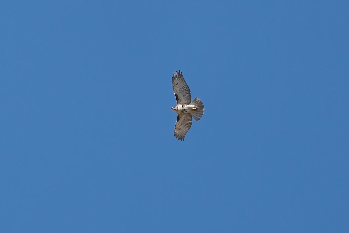 Red-tailed Hawk - ML514016151