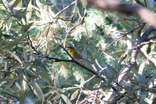 Crescent-chested Warbler - ML514023341