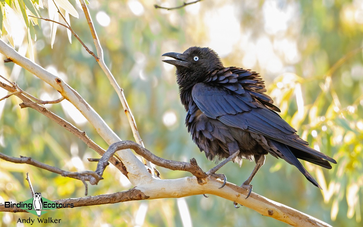 Little Crow - Andy Walker - Birding Ecotours