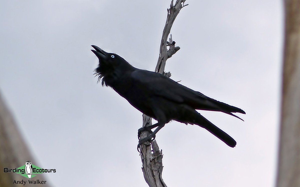 Forest Raven - Andy Walker - Birding Ecotours