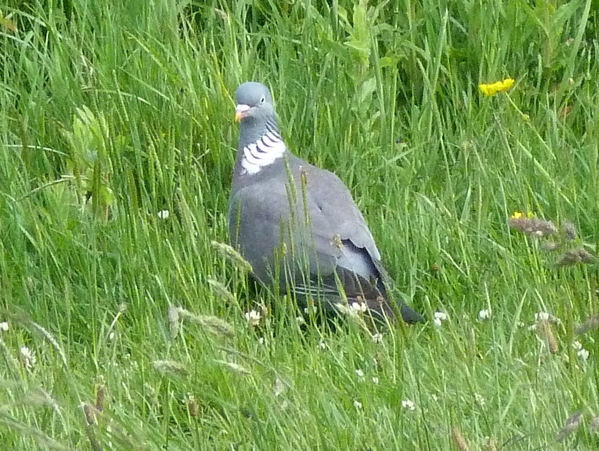 Common Wood-Pigeon (White-necked) - ML514026791