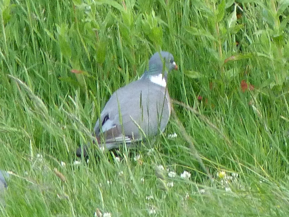 Common Wood-Pigeon (White-necked) - ML514026801
