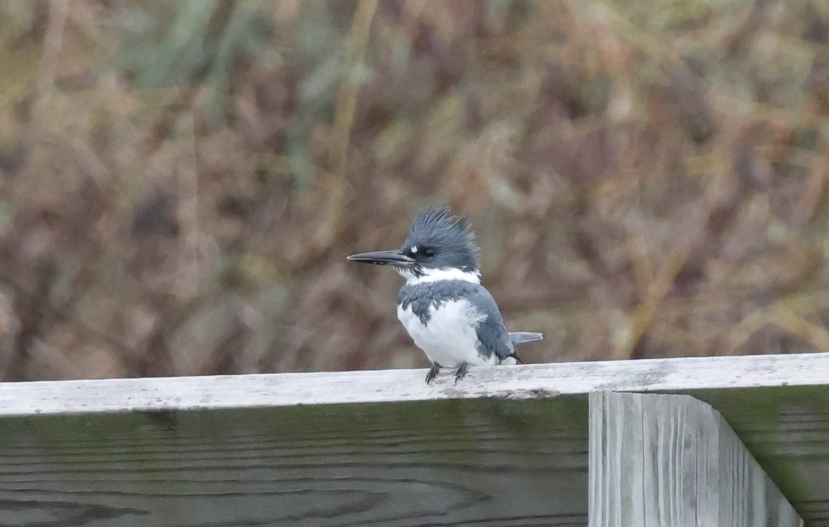 Belted Kingfisher - ML514027911