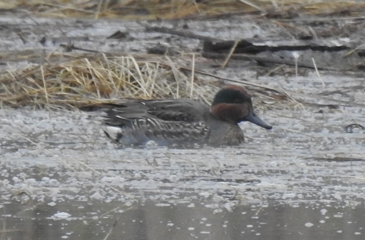 Green-winged Teal - ML514030121