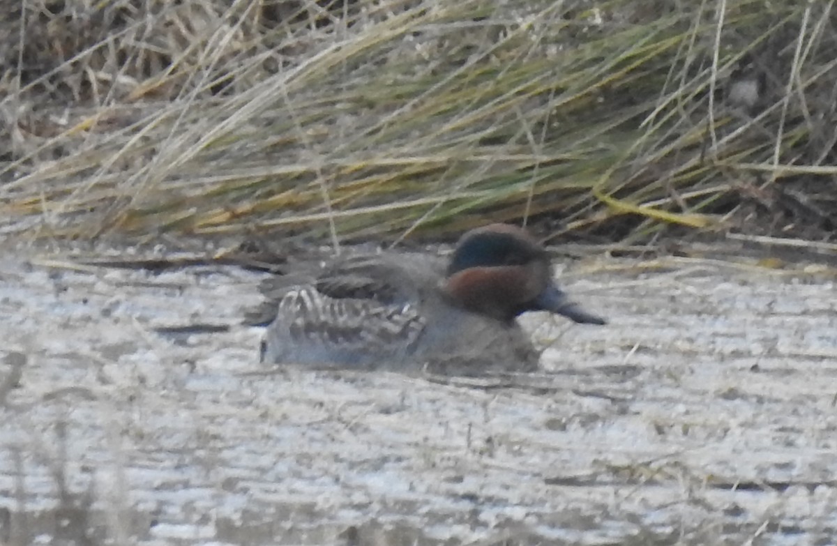Green-winged Teal - ML514030151