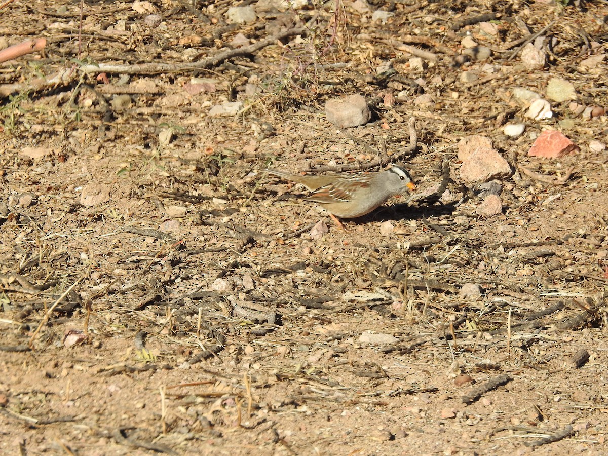 White-crowned Sparrow (Gambel's) - ML514040411