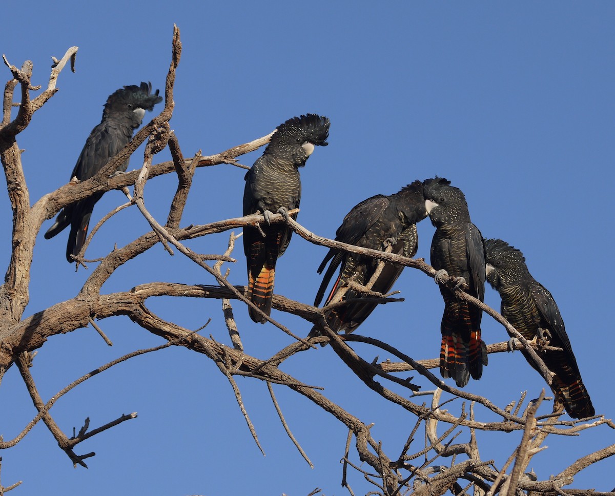 Red-tailed Black-Cockatoo - Jennifer Smith