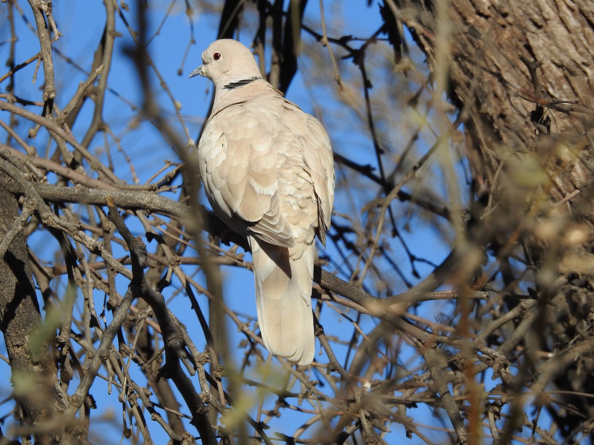 Eurasian Collared-Dove - ML514040881