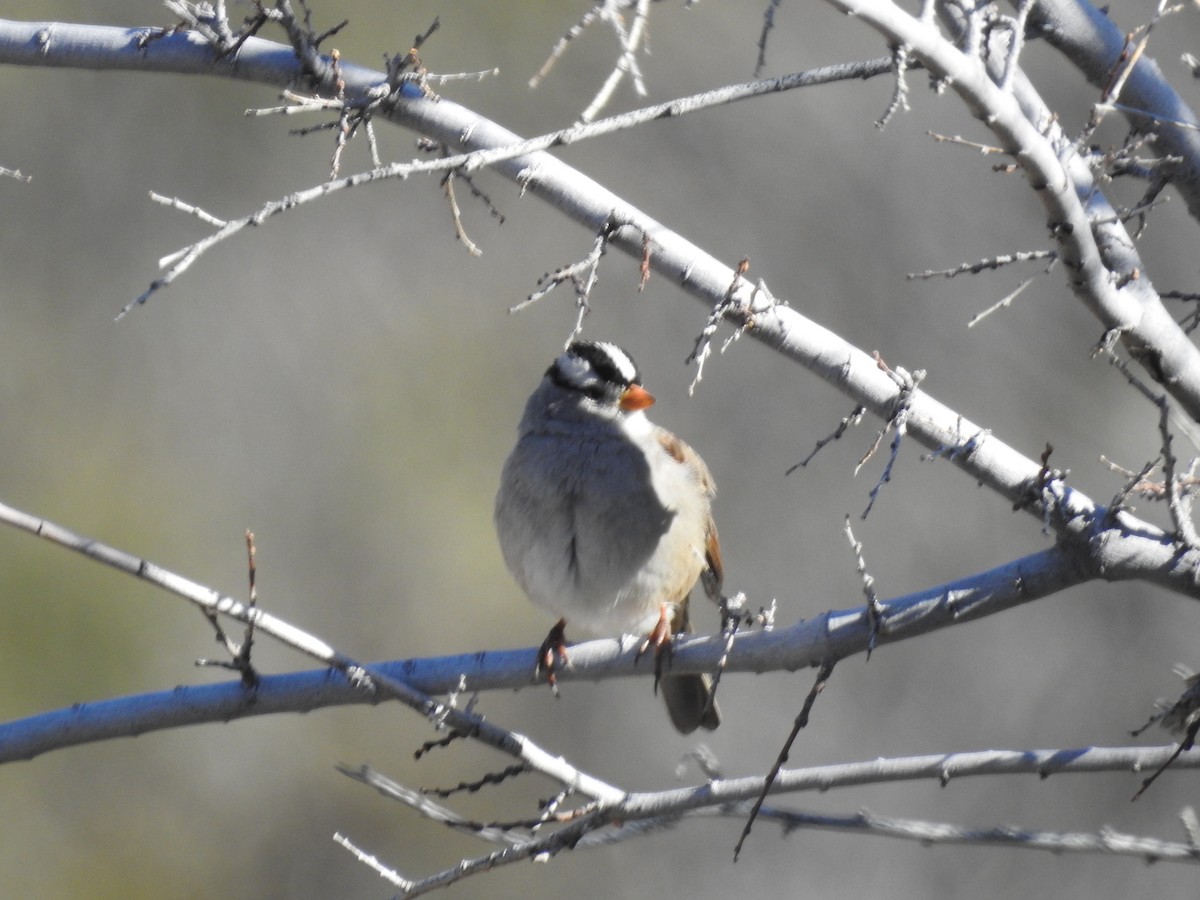 White-crowned Sparrow (Gambel's) - ML514041751