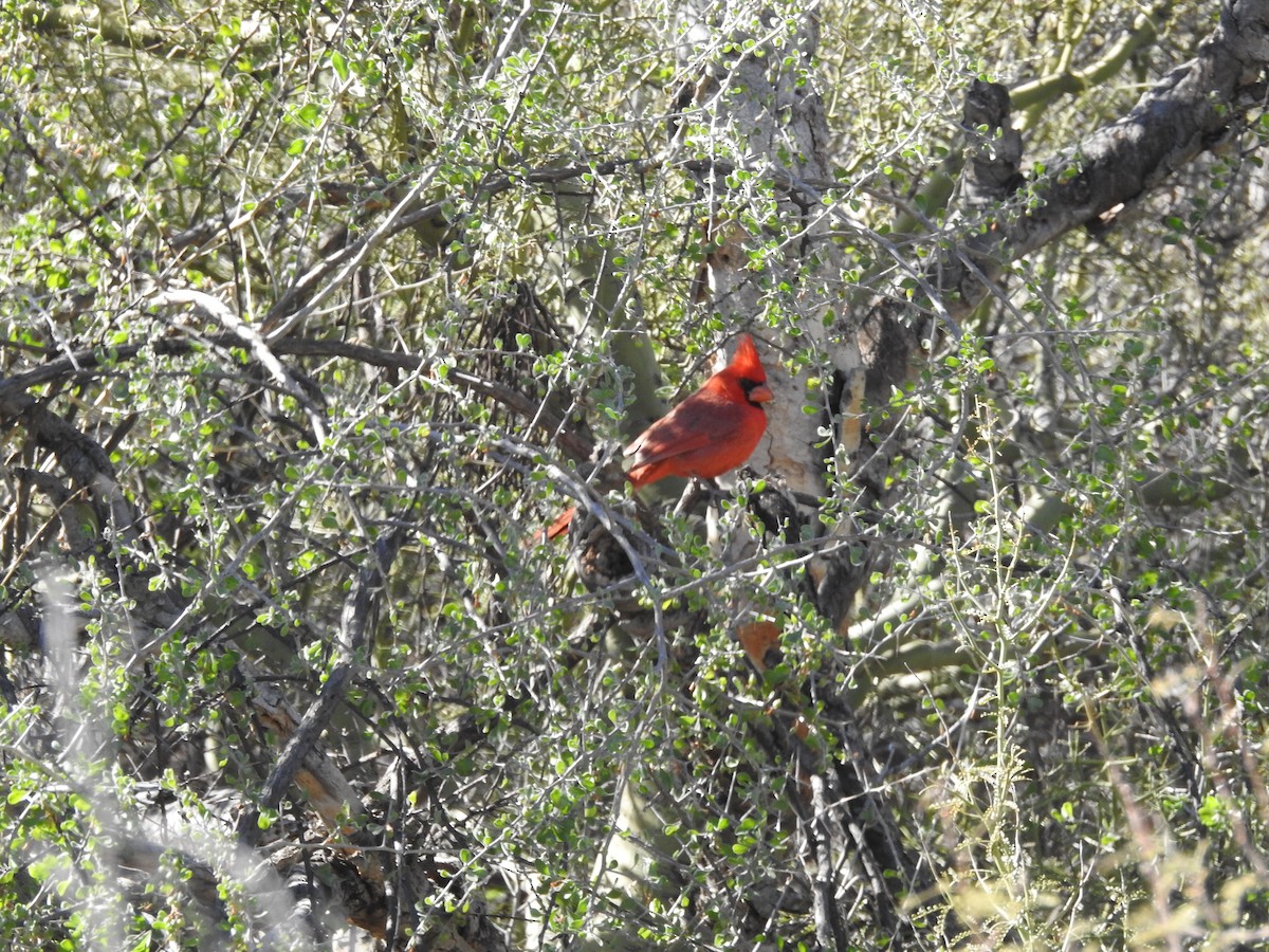 Cardinal rouge - ML514042191