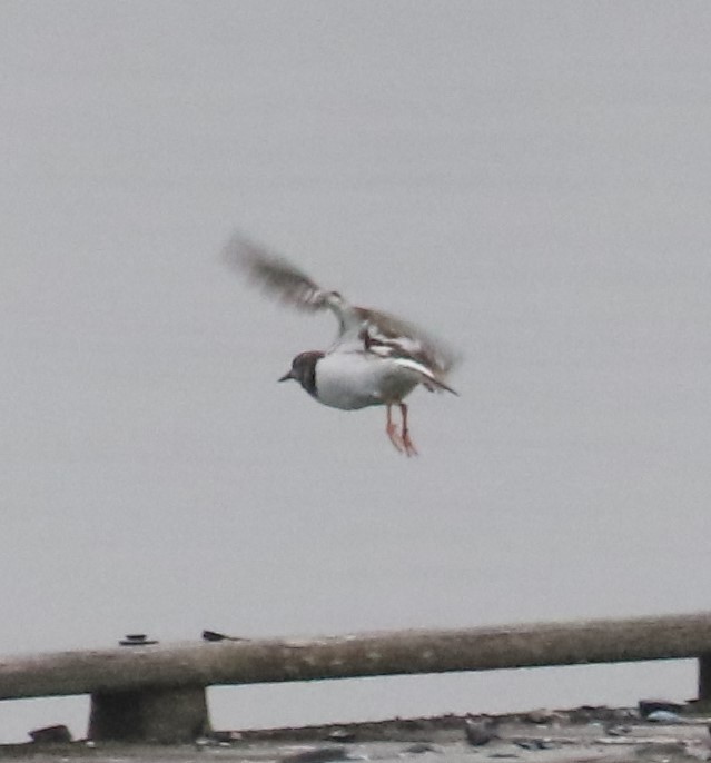 eBird Pacific Northwest Checklist - 17 Dec 2022 - Sinclair Inlet - 36 ...