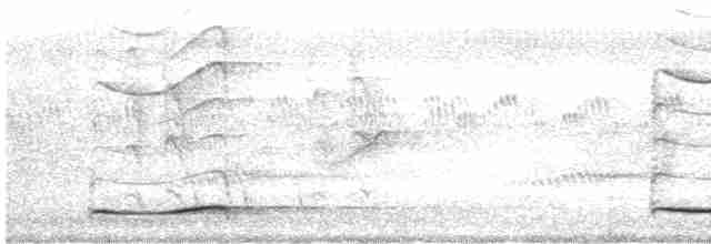 Pasifik Koeli (cyanocephalus/subcyanocephalus) - ML514047041
